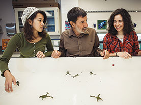 KNOT OF TOADS: Mari Cobb ’16, Prof. Kaplan,  and Taylor Stinchcomb ’14 contemplate a tank of fire-bellied toads (which are technically frogs—if you need more explanation, ask a bio major).