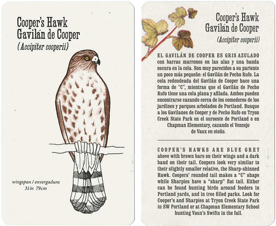 Cooper's Hawk card