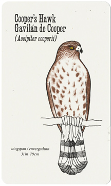 birding card