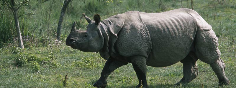 A rhino in the wild