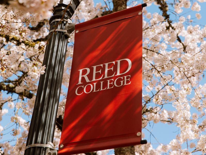 A red sign with the Reed College logo hangs on a lamp post surrounded by blooming cherry blossom trees.